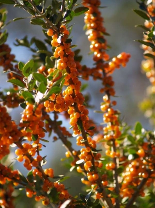 Ilex vomitoria - Yaupon holly 'Virginea Dare'